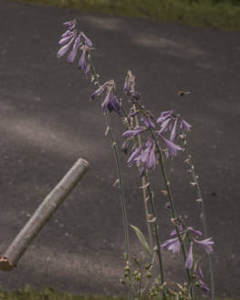 Mundane Confusion Constant Mystification by Erli Grünzweil