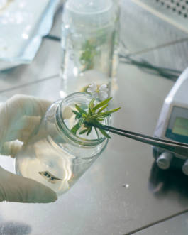 Silene for Zeit Magazin by Erli Grünzweil