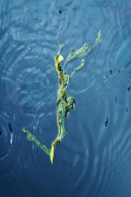 Elements of Memory for Nadja Zerunian and Anna Zimmermann by Erli Grünzweil