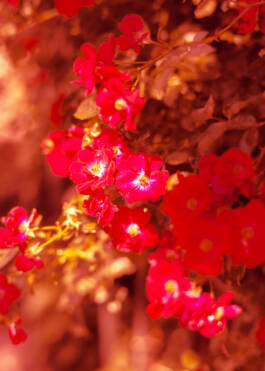 Karmeliterviertel for Vienna Tourist Board by Erli Grünzweil