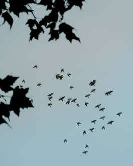 There Is Uncertainty by Erli Grünzweil