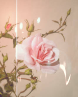 Mundane Confusion Constant Mystification by Erli Grünzweil