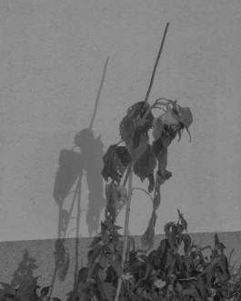 Mundane Confusion Constant Mystification by Erli Grünzweil