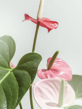 Uncanny Solitude by Erli Grünzweil