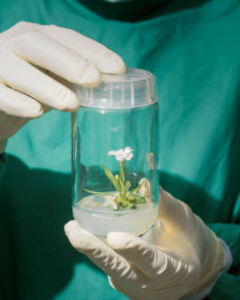 Silene for Zeit Magazin by Erli Grünzweil