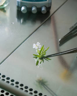 Silene for Zeit Magazin by Erli Grünzweil