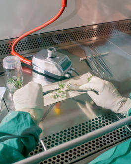 Silene for Zeit Magazin by Erli Grünzweil