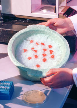 Isobionics for BMW Freude Forever Magazine by Erli Grünzweil