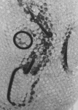 Watches for Zeit Magazin by Erli Grünzweil